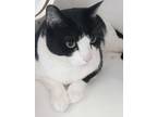 Adopt Oreo a Black & White or Tuxedo Domestic Shorthair (short coat) cat in