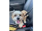 Adopt Juno a White - with Tan, Yellow or Fawn Shih Tzu / Mixed dog in Salt Lake