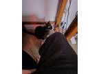 Adopt Lucky a All Black American Shorthair / Mixed (short coat) cat in Orlando