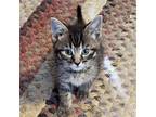 Adopt Finn a Brown Tabby Domestic Shorthair / Mixed (short coat) cat in