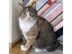 Adopt Charm a Calico or Dilute Calico American Shorthair (short coat) cat in St.