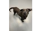 Adopt Phoenix a Weimaraner / Whippet / Mixed dog in Hilton Head, SC (41491272)