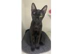 Adopt Prazi a All Black Domestic Shorthair / Mixed (short coat) cat in Satellite