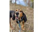 Adopt Simone a Brown/Chocolate - with Tan Black and Tan Coonhound / Hound