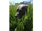 Adopt Mickey a Gray/Blue/Silver/Salt & Pepper American Pit Bull Terrier / Blue