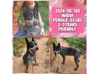 Adopt 2024-05-185 a Australian Cattle Dog / Mixed dog in Winder, GA (41500311)