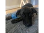 Adopt Charlotte a Brindle Border Collie / Shepherd (Unknown Type) / Mixed dog in