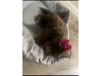 Adopt CoCo a Tan/Yellow/Fawn - with White Goldendoodle / Mixed dog in Little