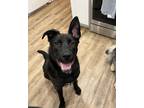 Adopt Crosby a Black - with White Labrador Retriever / German Shepherd Dog /