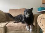 Adopt Jesse a Black - with White Australian Kelpie dog in Rolla, MO (41499510)
