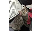 Adopt Porsche a Brown Tabby Domestic Mediumhair (medium coat) cat in Garden