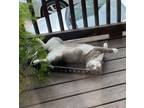 Adopt Leaf a Gray or Blue (Mostly) Domestic Shorthair / Mixed (short coat) cat