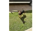 Adopt Kina a Black - with Tan, Yellow or Fawn American Pit Bull Terrier /