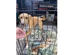 Adopt Squeaky a Tan/Yellow/Fawn Jack Russell Terrier / Mixed dog in Glen Mills