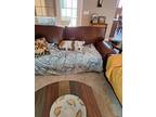 Adopt Piper a White - with Brown or Chocolate Mutt / Mixed dog in Bellevue