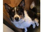 Adopt Ono a Tricolor (Tan/Brown & Black & White) Border Collie / American