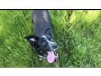 Adopt Belle a Tricolor (Tan/Brown & Black & White) Border Collie / Australian