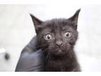 Adopt Sam a All Black Domestic Shorthair (short coat) cat in Weatherford