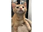 Adopt Red a Orange or Red Tabby (medium coat) cat in West Hills, CA (41500145)