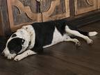 Adopt Layla a Black - with White Border Collie / Mutt / Mixed dog in College