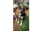 Adopt Rusty a Black - with Tan, Yellow or Fawn Mutt / Mixed dog in Cobb