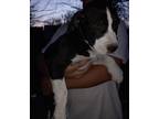 Adopt No Name a Black - with White Mutt / Mutt / Mixed dog in Seguin