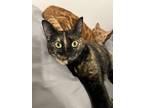 Adopt Penny and Stewart a Tortoiseshell Domestic Shorthair / Mixed (medium coat)