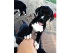 Adopt Tigre a Black - with White Mutt / Mutt / Mixed dog in Seguin
