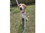 Adopt Hughes a Tan/Yellow/Fawn - with Black Great Pyrenees / Anatolian Shepherd