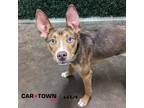 Adopt Bambi a Terrier (Unknown Type, Medium) / Basenji / Mixed dog in Lexington