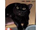 Adopt Minnie a Domestic Shorthair / Mixed cat in Lexington, KY (41490872)