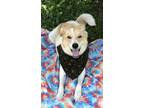 Adopt Aussie a White - with Brown or Chocolate Australian Shepherd / Great