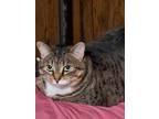 Adopt Pretty Kitty AKA Kitty Girl a Gray, Blue or Silver Tabby Domestic