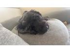Adopt Benjamin a Black Cockapoo / Mixed dog in Fort Wayne, IN (41499945)