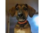 Adopt Felicia a Beagle / Shepherd (Unknown Type) / Mixed dog in Warren