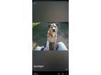 Adopt Sadie a Tricolor (Tan/Brown & Black & White) German Shepherd Dog / Border