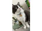 Adopt Finley a Gray or Blue (Mostly) Domestic Mediumhair / Mixed (medium coat)