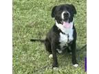 Adopt Jackson - Westport, MA a Black - with White Boykin Spaniel / Corgi / Mixed