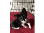 Adopt Maserati a Black & White or Tuxedo Domestic Mediumhair (medium coat) cat