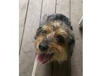 Adopt Myrtle a Black - with Tan, Yellow or Fawn Cockapoo / Mixed dog in Durham