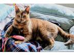 Adopt Pearl & Blue a Tortoiseshell American Shorthair (short coat) cat in