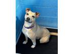 Adopt Gibby a Brown/Chocolate - with Tan Alaskan Klee Kai / American Pit Bull