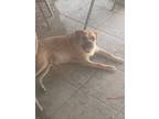 Adopt Jackson a Tan/Yellow/Fawn American Pit Bull Terrier / Mixed dog in New