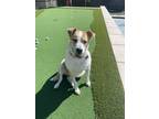 Adopt Milo a Brown/Chocolate - with White Australian Cattle Dog / Chow Chow /