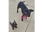 Adopt Louise a Black American Staffordshire Terrier / Mixed dog in Taylor
