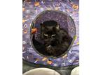 Adopt Millicent a Black (Mostly) Domestic Longhair (long coat) cat in Trenton