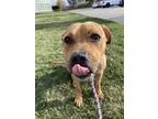 Adopt Glinda a Pit Bull Terrier / Mixed dog in Lincoln, NE (41499761)