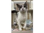 Adopt Susie Q a Domestic Shorthair / Mixed cat in Lincoln, NE (41499760)