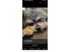 Adopt Mulan a Gray/Blue/Silver/Salt & Pepper Poodle (Miniature) / Brussels