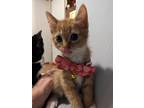 Adopt Teddy Bear a Orange or Red Tabby Domestic Shorthair (short coat) cat in
